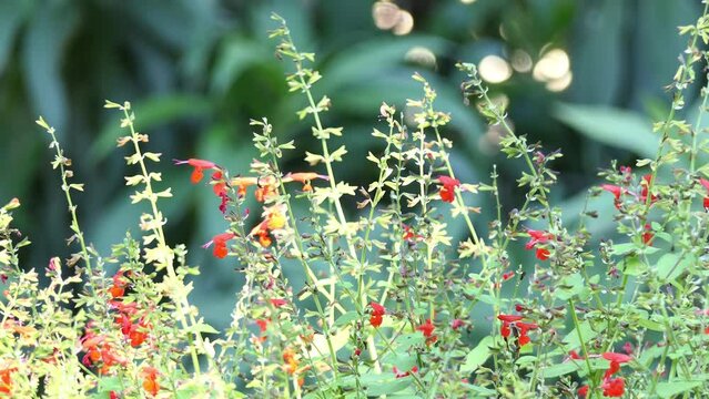 Salvia fulgens, the Cardinal sage or Mexican scarlet sage, is a species of flowering plant native to the Mexican mountains.