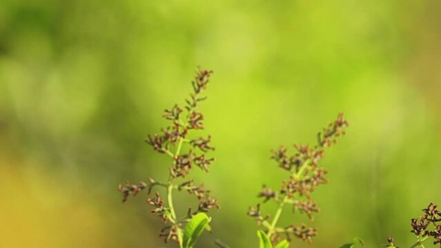 Aloysia citrodora in family Verbenaceae