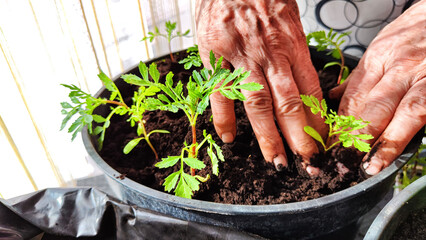 Planting marigold flowers in pot. Reproduction of plants in spring. Young flower shoots and...