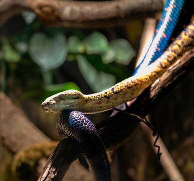 snake in the tree