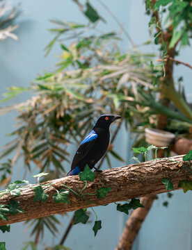 Blueberry Bird