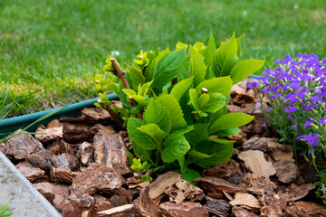 Young hydrangea macrophylla bush decorated with garden bark with green lawn behind. Landscape decoration. Features of hydrangea macrophylla growing. Mulching in landscape design.