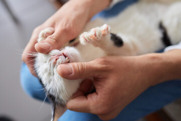 Cleaning Persian Chinchilla Cat's eyes with cotton pad. Cat's Eyes Healthy