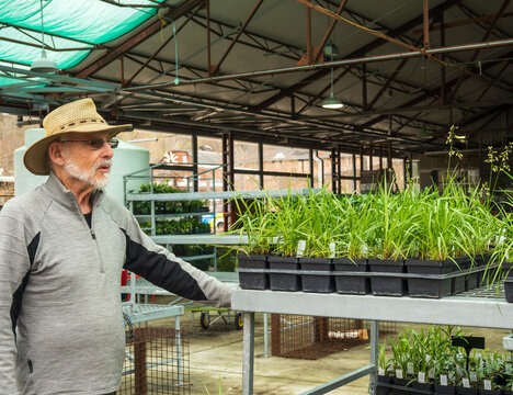 man shopping at a garden center in spring standing by trays of sweet grass seedlings (hierochloe odorata) in small black pots room for text