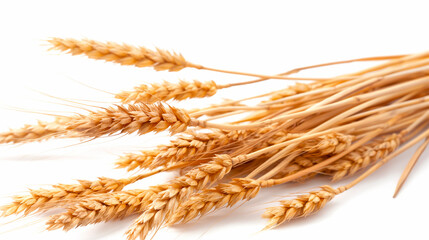 Golden Wheat Ears Isolated on White - Agricultural Elegance and Organic Farming Concept