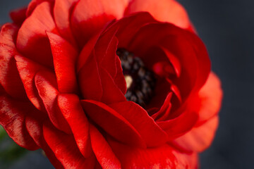 part of a large red flower with a black core