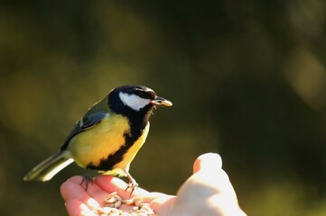 The tit on the hand eats grains
