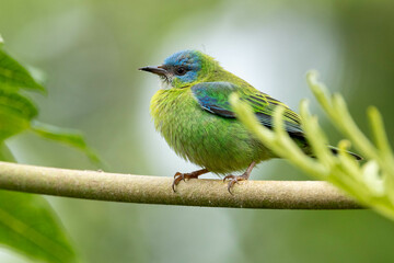 Obraz premium Turquoise bird from Brazil. A female of Blue Dacnis also know as Sai-azul perched on the branches of a tree. Species Dacnis cayana. Animal world. Birdwatching. Birding.