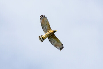 The flight of Roadside Hawk also know as Gaviao-carijo. Species Rupornis magnirostris. Animal world. bird lover. Birdwatching. hawk hunting.