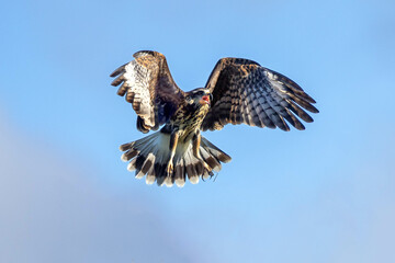 A Snail Kite also know as  Gavião-caramujeiro flying to hunt. Species Caracara plancus. Animal world. Bird lover. Birdwatching.