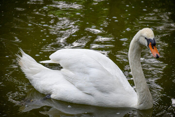 white swan on the lake