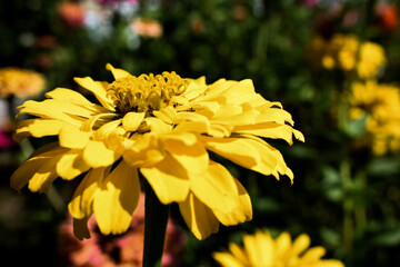 yellow chrysanthemum flower