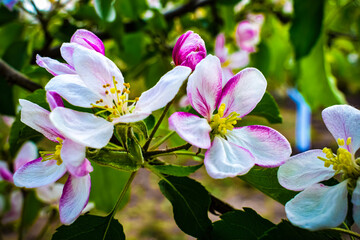 pink and white flowers