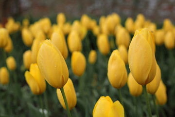 Tulips - Spring in the UK