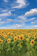 A field of sunflowers in bloom in late summer.	