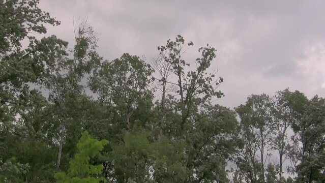 Tree tops swaying, branches bending, and leaves rustling in the strong wind before a storm.