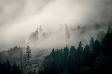 Mystischer und geheimnisvoller Wald im Nebel am Berg