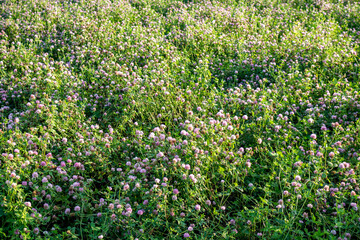 Agricultural field sown with clover, agriculture landscape - obrazy, fototapety, plakaty