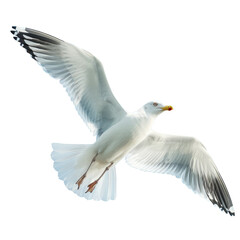 Fototapeta premium A majestic white seagull gracefully glides through the clear blue sky on a sunny day showcasing its impressive wingspan in this stunning horizontal image set against a natural backdrop isol