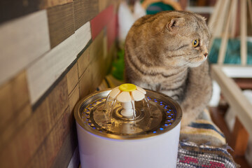 Felidae cat with whiskers drinking from a pet supply water fountain