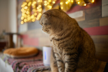 Felidae sitting on wooden chair on table, with fawn fur and whiskers