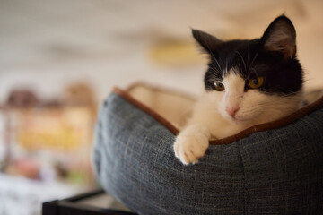 A Felidae cat with fur is lounging in a cozy cat bed