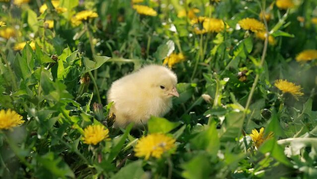 Tiny newborn poultry chicken chick on green grass among blooming dandelions