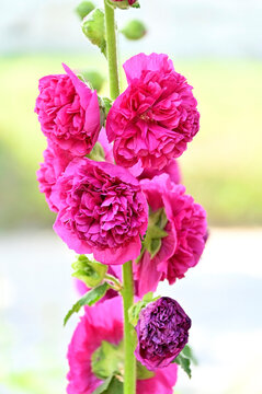 Chaters Double Hollyhock