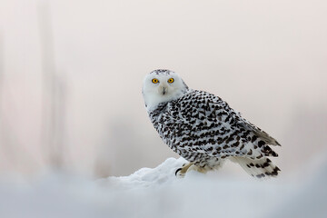 Owl at frosty sunrise. Snowy owl, Bubo scandiacus, perched in snow. Arctic owl hunting in winter landscape. Beautiful white polar bird with yellow eyes. Wild nature. Raptor in natural habitat. © Vaclav