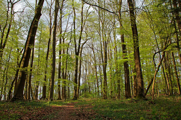 beech forest in spring