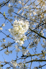 Cherry blossom branch. Vertical. Against the background of a clear sky and branches with buds of new flowers.