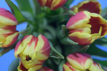 Red tulips with yellow stripes, Close-up of buds from above