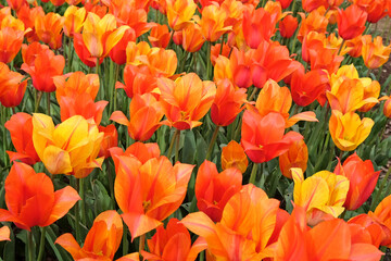 Tall orange and yellow variegated single late tulip, tulipa ‘El Nino’ in flower.
