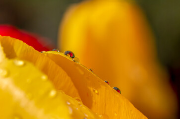Drop and yellow tulip