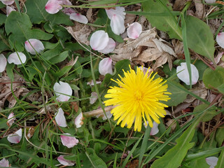 春の公園に咲くタンポポと桜の花びら落下