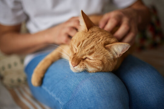 Person holding a domestic shorthaired cat on their lap for comfort and warmth