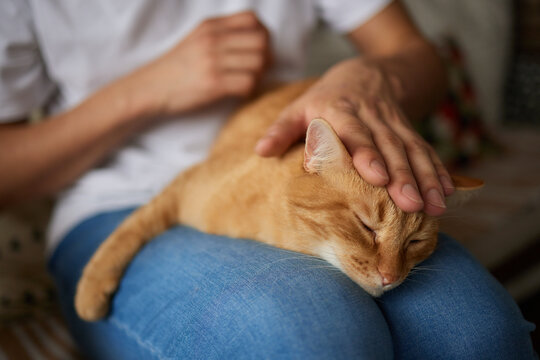 Person holding a domestic shorthaired cat on their lap for comfort and warmth