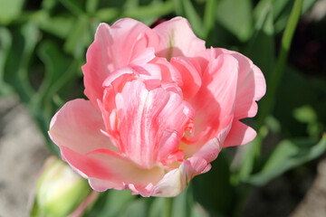 Pink and cream late double tulip, Tulipa ‘Angelique’ in flower.