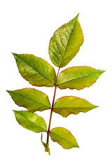 Green young leaf of a rose. Isolate on a white background.