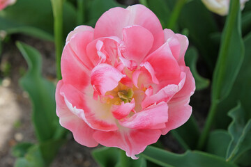 Pink and cream late double tulip, Tulipa ‘Angelique’ in flower.