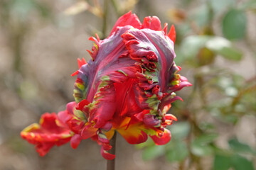 Red parrot tulip, tulipa ‘rococo’ in flower.