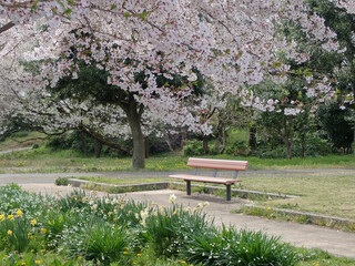 桜とスイセンの花とベンチのある風景