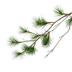 A collection of branches pine on white background