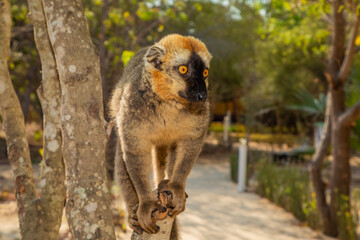Fototapeta premium Red-bellied Lemur - Eulemur rubriventer, Cute primate.