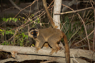 Fototapeta premium brown lemur (Eulemur fulvus) in Lemur Park, Madagascar