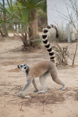 Fototapeta premium ring-tailed lemur, Lemur catta at Madagascar