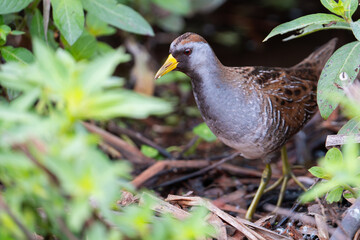 A sora forages for a meal along the Lake Apopka Wildlife Drive in Florida.