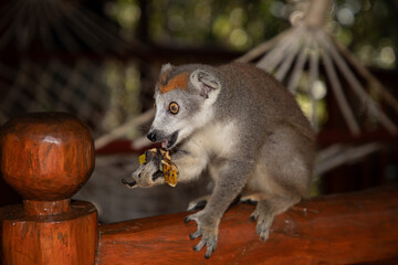 Crowned lemur (Eulemur Coronatus), endemic animal