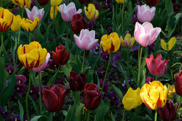 Closeup of a field of beautiful yellow, pink and red tulips and pansies blooming in the springtime.