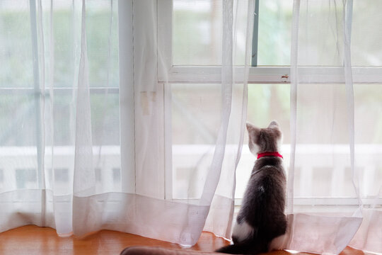 窓辺の子猫